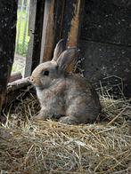 Jonge konijntjes, Dieren en Toebehoren, Meerdere dieren, Groot, 0 tot 2 jaar