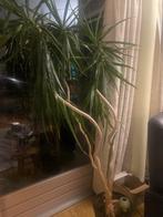 2 Grote kamerplanten te koop in Almelo, Huis en Inrichting, Kamerplanten, 100 tot 150 cm, Overige soorten, In pot, Groene kamerplant