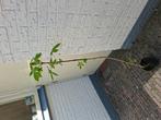 Kastanje boompje hoog 140 cm, Tuin en Terras, Planten | Bomen, Ophalen, Overige soorten, Minder dan 100 cm