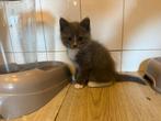 3 Kittens te koop, Meerdere dieren, Kortharig, 0 tot 2 jaar