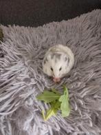 Wie is er op zoek naar een syrische hamster? (goudhamster), Dieren en Toebehoren, Knaagdieren, Geslacht onbekend, Hamster, Na 1 juli 2024