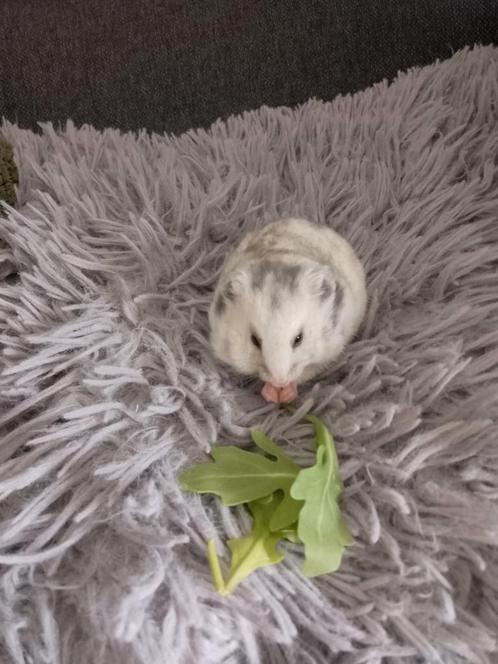 Wie heeft er interesse in een goudhamster?, Dieren en Toebehoren, Knaagdieren, Geslacht onbekend, Hamster, Na 1 juli 2024, Tam