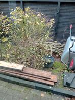 Brand hout voor de kachel van snoeiwerk gratis ophalen, Tuin en Terras, Ophalen, Halfschaduw, Overige soorten, 100 tot 250 cm