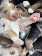 Australische herder / Australian Shepherd x Kelpie pups, Dieren en Toebehoren, Overige rassen, CDV (hondenziekte), 8 tot 15 weken