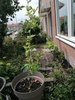 Hibiscus jonkie 1 meter hoog met 2 takken. Paarse bloemen, Ophalen, Lente