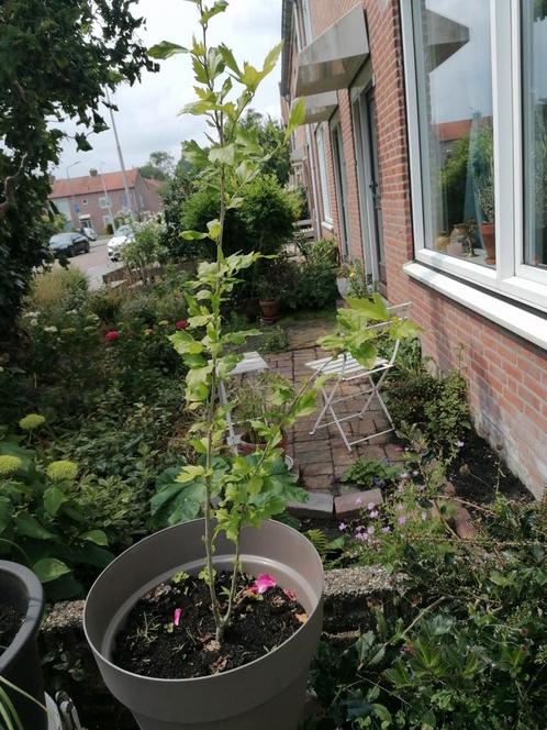 Hibiscus jonkie 1 meter hoog met 2 takken. Paarse bloemen, Tuin en Terras, Planten | Fruitbomen, Lente, Ophalen