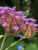 Stijf ijzerhard. Gifvrij en duurzaam gekweekt. Bijenplant, Tuin en Terras, Planten | Tuinplanten, Ophalen, Zomer, Volle zon