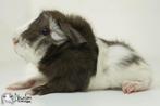 Choco magpie witte (california choco)? peruvian cavia, Dieren en Toebehoren, Knaagdieren, Cavia, Mannelijk, Tam, September