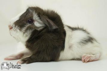 Choco magpie witte (california choco)? peruvian cavia beschikbaar voor biedingen