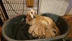 Te Reserveren Gele Flatcoated Retriever Pups, Dieren en Toebehoren, Honden | Retrievers, Spaniëls en Waterhonden, Rabiës (hondsdolheid)