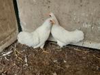 Australorp kriel wit haan en 2 hennetjes, Dieren en Toebehoren, Pluimvee, Vrouwelijk, Kip