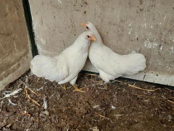 Australorp kriel wit haan en 2 hennetjes beschikbaar voor biedingen