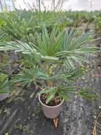 Palm, Trachycarpus WAGNERIANUS, winterhard, Ophalen of Verzenden, Volle zon, Palmboom, 100 tot 250 cm