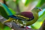 Gezocht Treron Curvirostra koppel, Dieren en Toebehoren, Vogels | Duiven, Meerdere dieren, Overige soorten