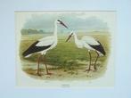 Ooievaars jong en volwassen van M.A. Koekkoek, Antiek en Kunst, Ophalen of Verzenden