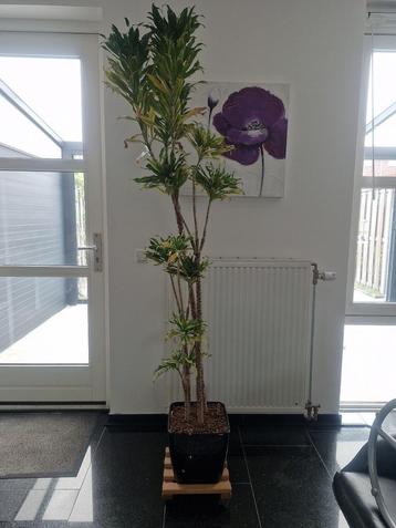 Grote kamerplant met pot en trolley beschikbaar voor biedingen