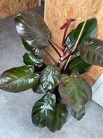 Philodendron Sunlight plant, Ophalen, Overige soorten, Halfschaduw, Minder dan 100 cm