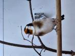 Tekoop                 Major putters van 2024 2koppels, Dieren en Toebehoren, Vogels | Overige Vogels, Meerdere dieren, Wildzangvogel