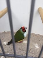 Gouldamadine pop, Dieren en Toebehoren, Vogels | Overige Vogels, Vrouwelijk, Geringd