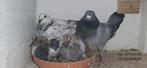 MOOI  KOPPEL  SCHIMMELS, Dieren en Toebehoren, Geslacht onbekend, Postduif