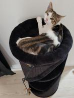 poes, Dieren en Toebehoren, Katten en Kittens | Overige Katten, Poes, Kortharig, 6 jaar of ouder