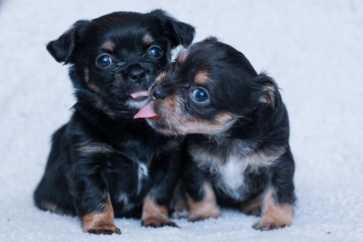 Kruising chihuahua met shih tzu - nog 1 reutje beschikbaar!, Dieren en Toebehoren, Honden | Niet-rashonden, Klein, Meerdere dieren