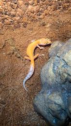 Jonge luipaard gekkos, Ophalen, Nieuw