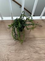 Kunstplant Hangplant, Ophalen of Verzenden, Zo goed als nieuw, Binnen