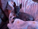 Te koop American Hairless Terrier reu, Dieren en Toebehoren, CDV (hondenziekte), 8 tot 15 weken, Eén hond, Nederland