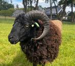 Ouessant Ram 2024, Dieren en Toebehoren, Mannelijk, Schaap