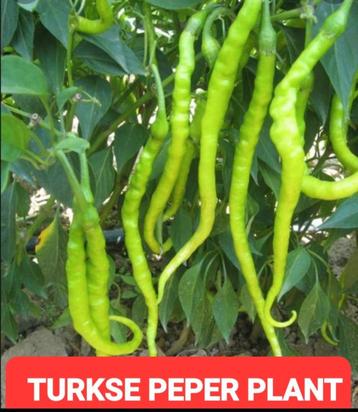  *** 1.00 € Biber Tatli aci sivri Patlıcan Paprika  beschikbaar voor biedingen