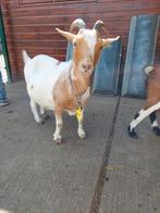 Dwerggeit cae en cl vrij, Dieren en Toebehoren, Schapen, Geiten en Varkens, Vrouwelijk, Geit, 3 tot 5 jaar