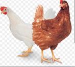 Leghennen, witte en bruine. Beste leggers, Dieren en Toebehoren, Pluimvee, Vrouwelijk, Kip