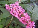 Buddleja, vlinderstruiken 1liter pot. P13 planten. Heesters., Overige soorten, Volle zon, Vaste plant, Ophalen of Verzenden
