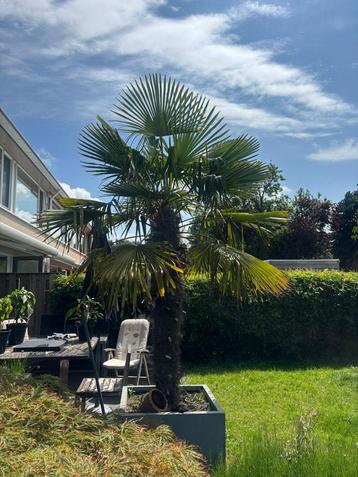 Grote Chinese Waaierpalm met pot beschikbaar voor biedingen