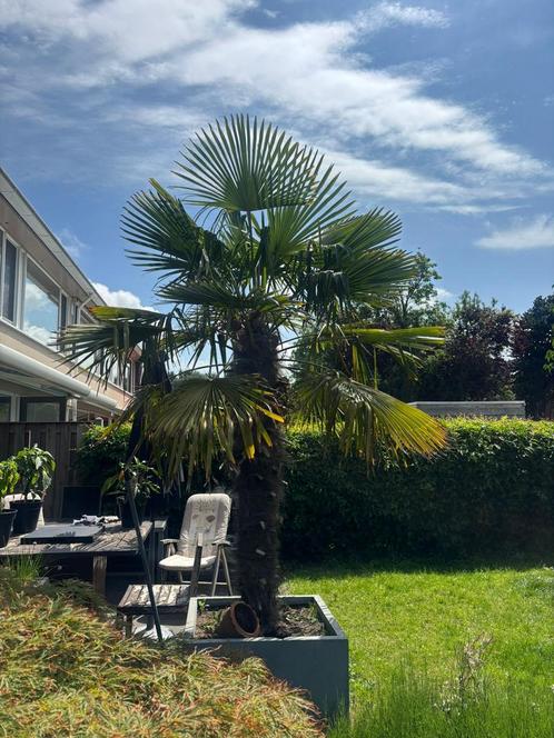 Grote Chinese Waaierpalm met pot, Tuin en Terras, Planten | Bomen, Palmboom, 250 tot 400 cm, Volle zon, In pot, Ophalen