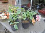 tuin, Tuin en Terras, Planten | Tuinplanten, Volle zon, Vaste plant, Zomer, Ophalen