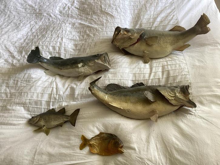 Opgezette Vissen Collectie - Baars & Piranha - 5 Stuks, Antiek en Kunst, Antiek | Overige Antiek, Ophalen