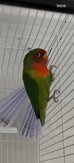 Hybride agapornis Snape, Dieren en Toebehoren, Geslacht onbekend, Dwergpapegaai of Agapornis