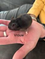 Baby goudhamsters, Dieren en Toebehoren, Knaagdieren, Meerdere dieren, Hamster, Na 1 juli 2024, Tam