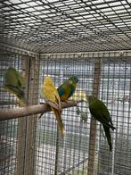 Turquoisine parkieten, Meerdere dieren, Parkiet