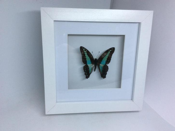 vlinder Graphium Sarpedon, Verzamelen, Dierenverzamelingen, Nieuw, Opgezet dier, Insect, Ophalen of Verzenden