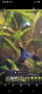 Blue matalic laced guppie, Dieren en Toebehoren, Vissen | Aquariumvissen, Vis