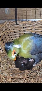 Te koop Witwang Toerako pop 2025, Vrouwelijk, Tropenvogel, Geringd