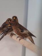 Kleine barmsijsen Wildkleur, Dieren en Toebehoren, Vogels | Overige Vogels, Meerdere dieren, Wildzangvogel, Geringd