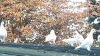 Witte Postduiven, Meerdere dieren, Postduif