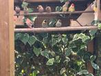 5 jonge cubavinken 2-3, Dieren en Toebehoren, Vogels | Overige Vogels, Meerdere dieren