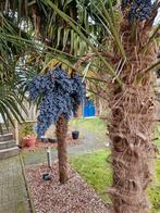 Trachycarpus Fortunei zaden (palmen), Volle zon, Ophalen of Verzenden, Lente, Minder dan 100 cm