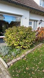 Hortensia, Tuin en Terras, Planten | Struiken en Hagen, Ophalen, Hortensia, Struik, Minder dan 100 cm