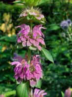 zaden Monarda citriodora Purplish Lilac, Verzenden, Voorjaar, Volle zon, Zaad